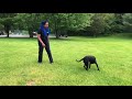 Albany Dog Trainers/2yr Old Cane Corso Mix, Zena Albany Dog Trainers/2yr Old Cane Corso Mix, Zena