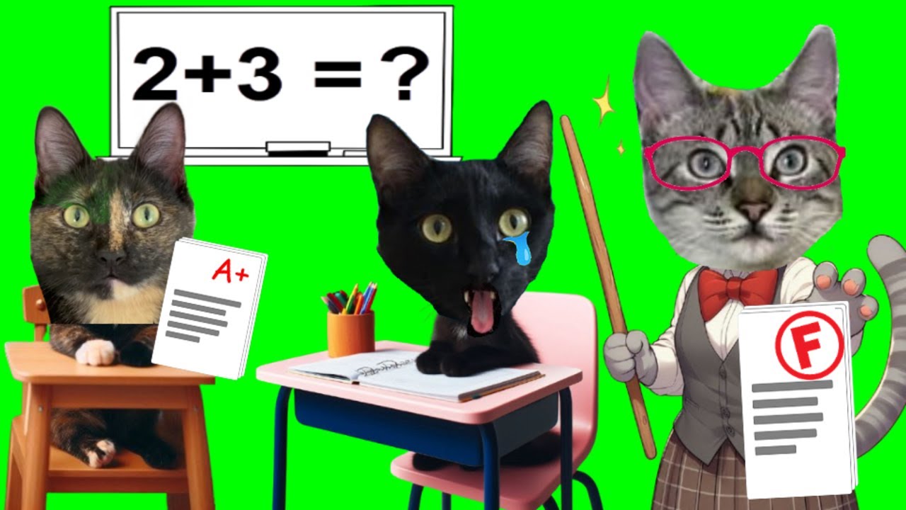 PRIMER DIA DE CLASES EN LA ESCUELA DE GATOS LUNA Y ESTRELLA / Videos de animales graciosos