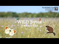 Welcome to #WILDBytes! Episode 1: Guillemot Eggs