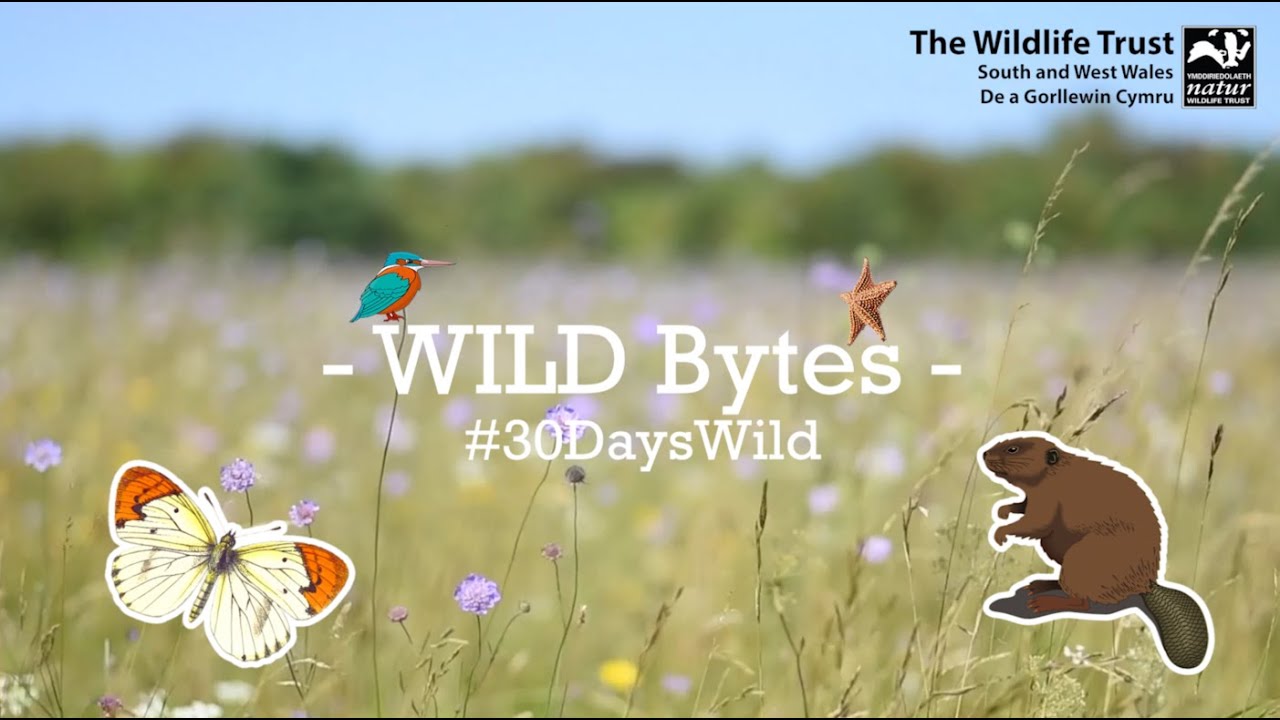 Welcome to #WILDBytes! Episode 1: Guillemot Eggs