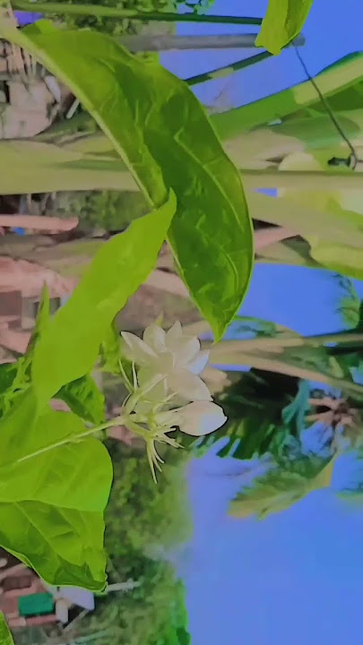 Hello My Sky garden.    #flowers #foryou #public #skyflower #foryou #public #foryoupage #tiktok