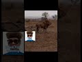 LION REACTION TO GETTING HYNA #reaction #animal #shortreactions