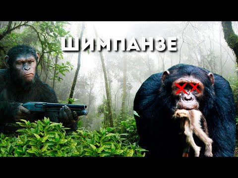 Вот Как Охотится Шимпанзе! | Убийства и Каннибализм | Уникальные Кадры