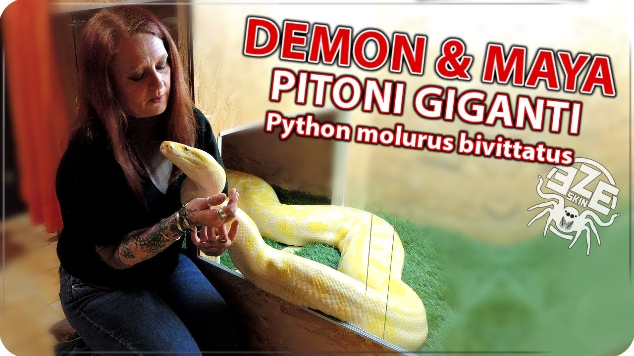 DEMON & MAYA .. 2 PITONI GIGANTI : Python molurus bivittatus - YouTube