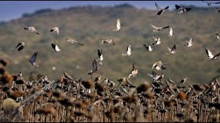 ÜVEYİK AVI 🕊️ (AYÇİÇEĞİ TARLASI 🌻 GÖL KENARI) 🕊️ / Dove Hunting 🕊️ Sunflower 🌻