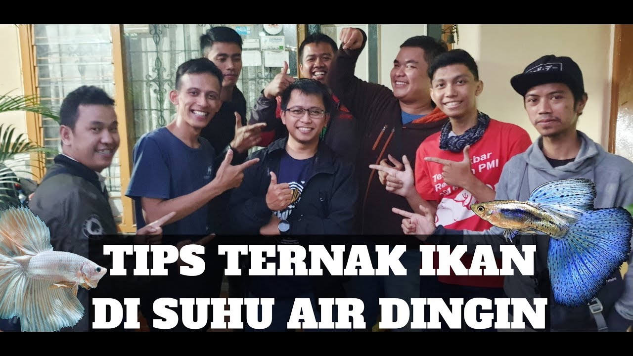 TIPS TERNAK IKAN DI SUHU DINGIN DARI ORANG BANDUNG 