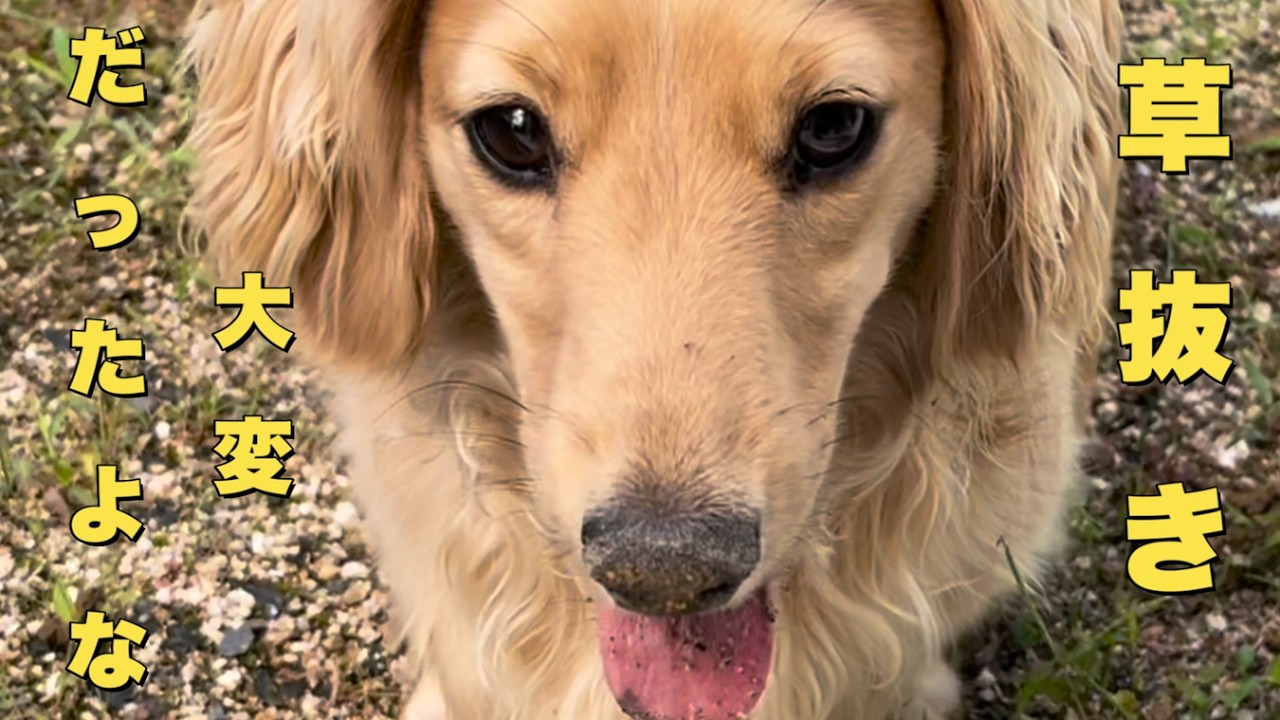 My dog and I weeding the garden together (Miniature Dachshund