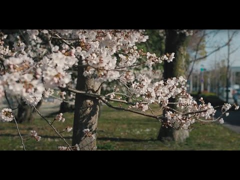 Spring neighborhood _ HOSTEL NINIROOM, Kyoto - YouTube