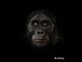 6 million years of human evolution in 40 seconds  