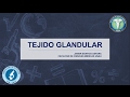 Lab. de Histología FCM - UNAH | Glandular | Javier S. Asfura