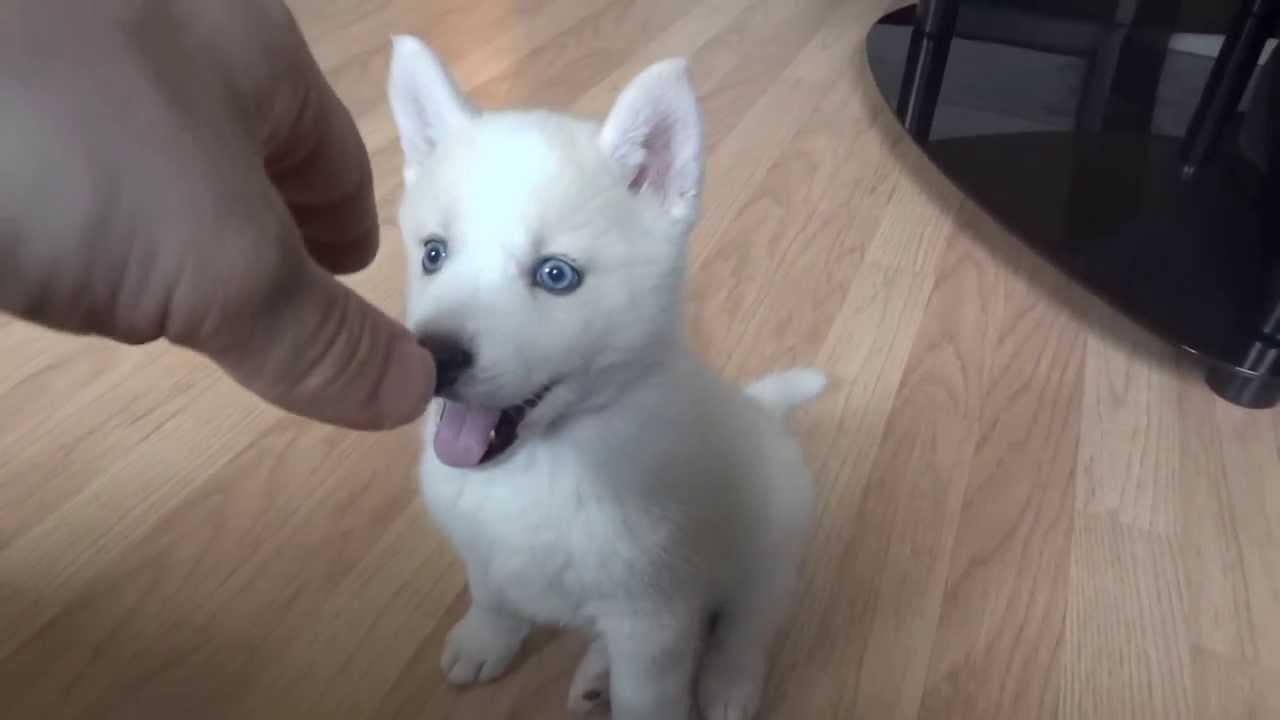 husky white blue eyes puppy