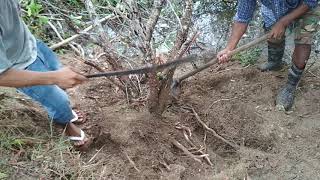 Download lagu Mendongkel bahan bonsai santigi pemphis acidula Batam Kepri Indonesia Mendongkel bahan bonsai santigi pemphis acidula Batam Kepri Indonesia