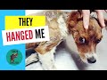 Puppy found hanged burned and tortured but got rescued and became happy again- Ozzy - Takis Shelter