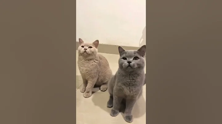 Watch the video about Two Cats Playing with a Feather Toy #cattoys #catsplaying #cats #kittens #cutecats #playtime #funny