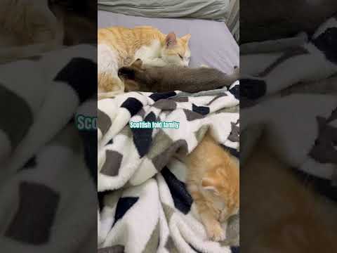 #adoptstrays #kitten #cute #catvideos #babyanimal #babycat #kitty #shortsviral