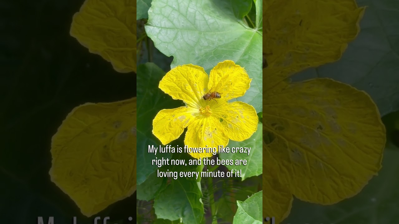 Uploads from From Seed to Spoon Garden Planning App
