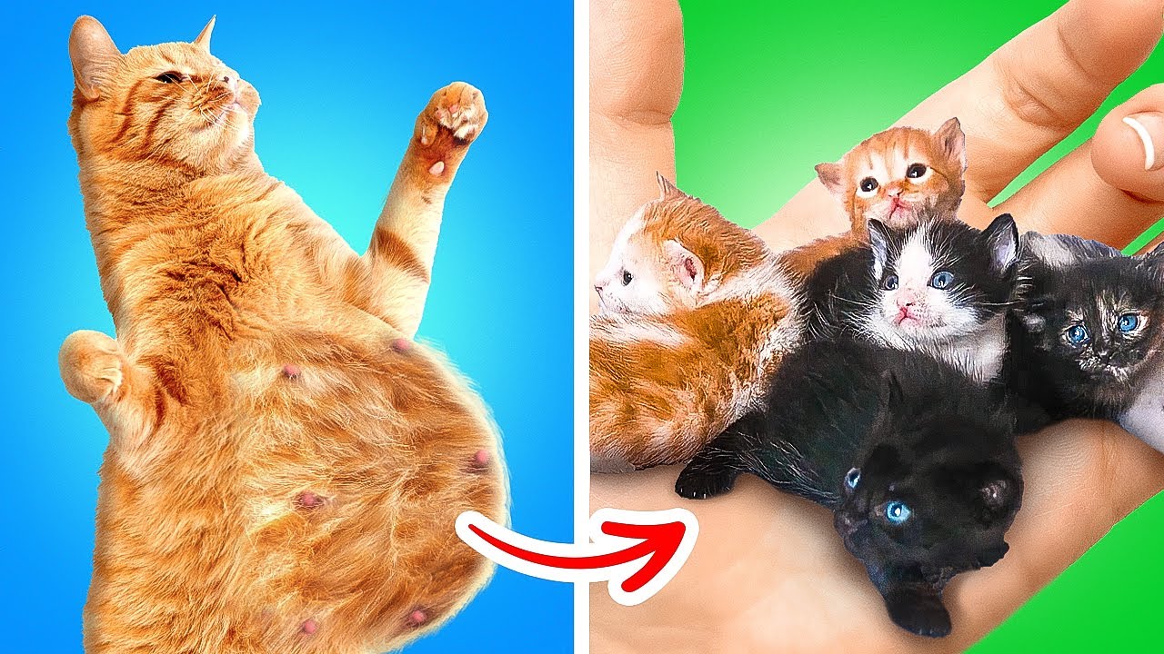I TOOK A CAT FROM THE STREET AND IT'S PREGNANT! How to take care of your pets by Coolala