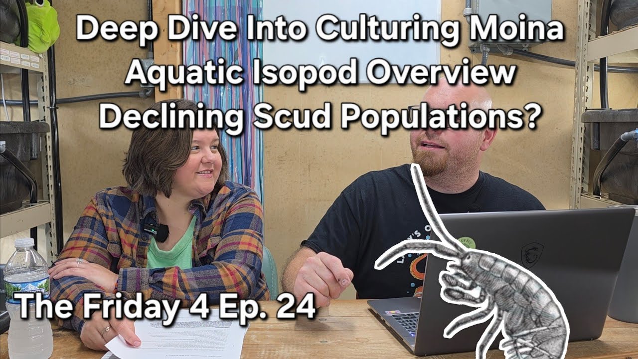 Deep Dive into Culturing Moina - Aquatic Isopod Overview - The Friday 4 Ep. 24