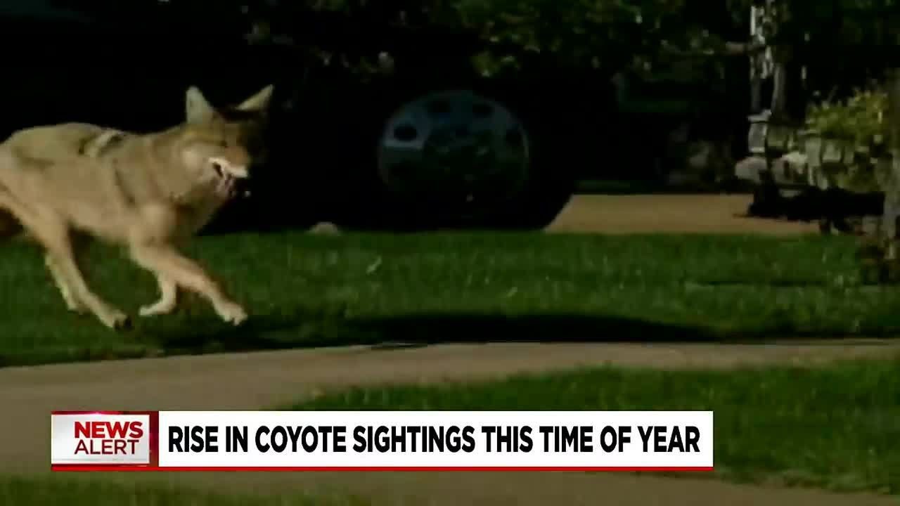 Coyote sightings on the rise in NC