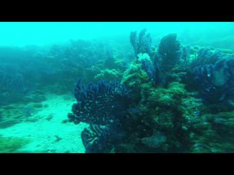 argironiso - blue gorgonies