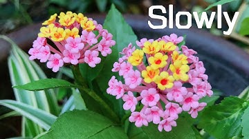 ABC TV | How To Make Lantana Camara Paper Flower With Shape Punch (Slowly) - Craft Tutorial