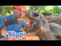 Blippi erkundet einen Zoo 🐢 Kinderlieder und Cartoons | Blippi | Moonbug Kids Deutsch
