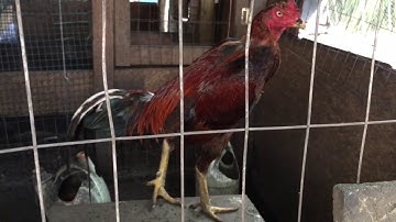 Ntsuag Lau Qaib - 9/9/2017