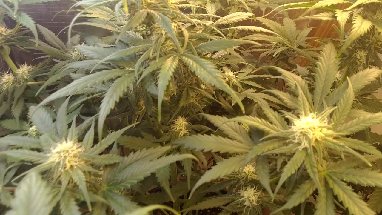 GSC DAY 50!! Autoflower