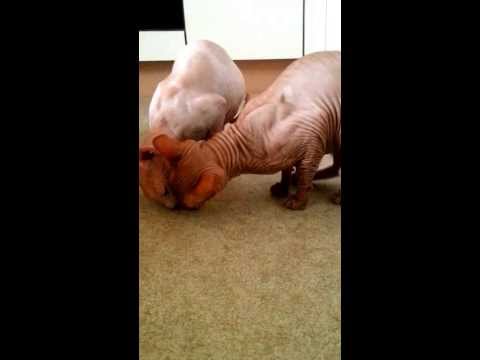 No.24 The Sphynx cats Aroom and San are eating Beef - Rindfleisch für Sphnyx Aroom und San Nr.24