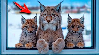 Freezing Lynx With Two Cubs Pleads To Be Let Into The House  The Man Is In Shock When This Happens!
