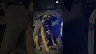 #borderterrier #dog #cute #bruno #glowup #funny