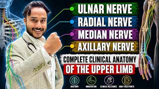 Ulnar Nerve Anatomy | Radial Nerve Anatomy | Median Nerve Anatomy | Axillary Nerve Anatomy