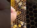 Checking and remove queen cell which queen bee just born #beelove #beekeeper #beefeater #drone