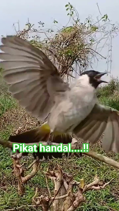 pikat handal ladusing.