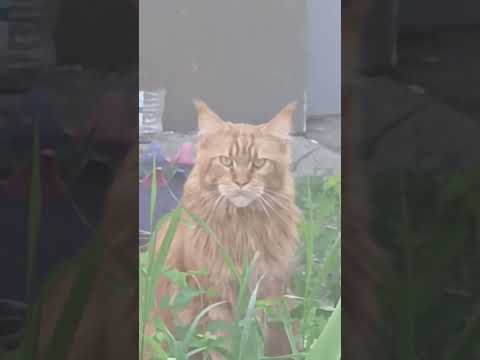 Это самый крутой кот!!! Хоть и рыжий)) #music #musica #remix #дача #огород #котик #кот
