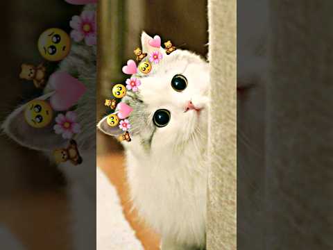 kucing imut gemoy