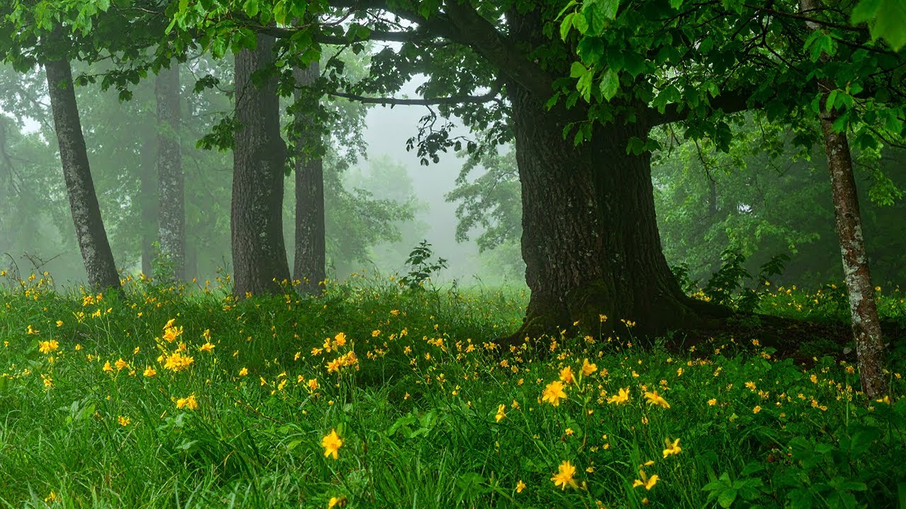 Enchanted Woodland Birdsong | Deep Forest Relaxing Nature Sounds [3 Hours]