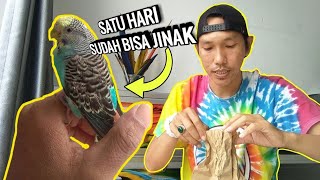 CARA AMPUH JINAKIN BURUNG !!! SEHARI SAJA LANGSUNG JINAK