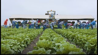 Lettuce Info:  The Farmworker's Role