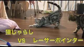 猫が好きな遊び道具は？？猫じゃらしVSレーザーポインター