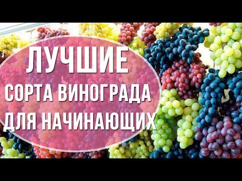 Лучшие сорта винограда для начинающих виноградарей. Какой виноград посадить