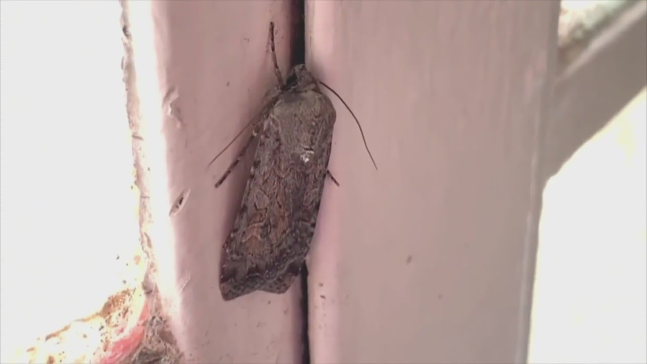 An influx of moths found across New Mexico YouTube