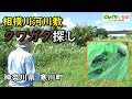 相模川河川敷でクワガタ探し【神奈川県寒川町】