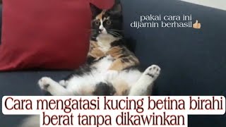 Tips mengatasi kucing betina birahi tanpa dikawinkan 💯 persen berhasil dan aman 👍🏼