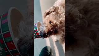 Cute dog loves a pupcup #shorts #foryou #cutedog #schnoodle #dogshorts #funny #doglover #starbucks