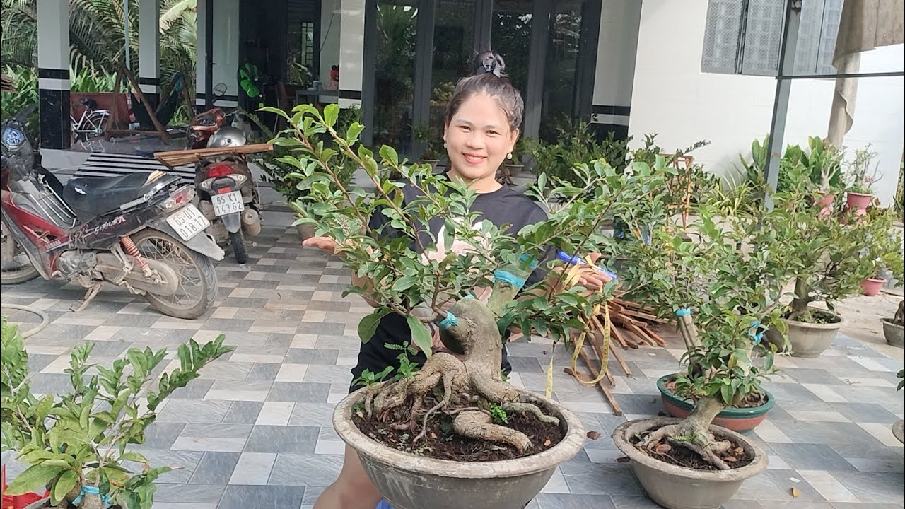 26/2/2026 Giảo như ý dáng long đế Quái ☎0939099607 Thúy Hằng