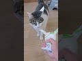 My Cat S Greed Sickens Me Funnyvideo Cat Funny Pets Cute Fyp Funnyshorts Usa Funnycats My Cat S Greed Sickens Me Funnyvideo Cat Funny Pets Cute Fyp Funnyshorts Usa Funnycats