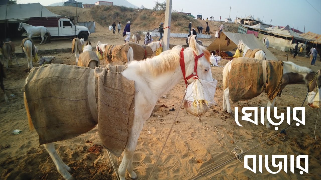 ঘোড়ার বাজার রাজস্থান | Horse Market Rajsthan Ajmer | Bangal Vlog | Pushkar Mela 2022