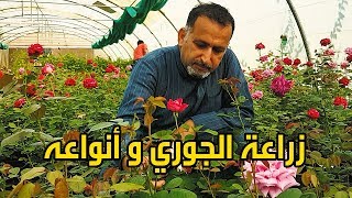 زراعة الورد الجوري How to plant roses