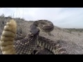 Rattlesnake Bite GoPro Hero 3 and UK Pro Pole